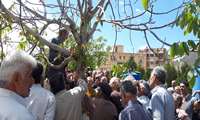سرشاخه‌کاری؛ راهی برای جوان‌سازی و رشد تولید درختان گردو