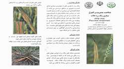 شناخت مدیریت و کنترل بیماری زنگ زرد غلات strip rust Puccinia striiformis