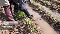  کشت محصول کرفس در شهرستان طارم آغاز گردید
