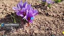 کشت زعفران، راهکاری هوشمندانه برای مدیریت آب و افزایش بهره وری