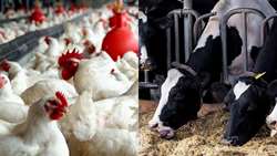 فعالیت ۶۲۰۸ واحد پرورش دام در زنجان