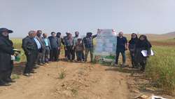برگزاری روز مزرعه آموزشی در پایگاه نوآورانه روستای بولاماجی با هدف توسعه کشاورزی دانش‌بنیان 