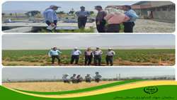 بازدید از مزارع سلطانیه؛ تاکید بر لزوم تدوین الزامات الگوی کشت در پایداری تولید