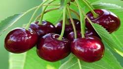طارم میزبان جشنواره گیلاس می‌شود