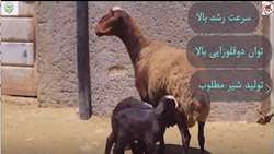 22آبان 1403-کلیپ گوسفند افشاری1- پورتال