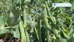 بخش خبری ۲۰ شبکه اشراق زنجان از طارم، هندوستان ایران: