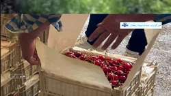  برداشت نوبرانه گیلاس از باغ های *طارم*