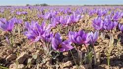 اجرای برنامه های هدفمند در ماهنشان در راستای ارتقای بهره وری و مدیریت منابع آب در بخش کشاورزی