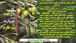 پیش‌بینی برداشت ۲۵ هزار تن زیتون در قطب زیتون کشور؛ طارم آماده عرضه روغن و کنسرو زیتون به بازار  مدیر 