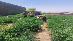 ترویج روش‌های نوین کشت زودهنگام؛ بازدید از مزرعه نمونه گوجه‌فرنگی در روستای خنداب