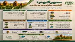 سورگوم؛گیاهی مقاوم و پر بازده