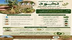 آغاز عملیات برداشت نخود در استان زنجان/ گامی بلند در مسیر توسعه کشت پایدار و افزایش بهره‌وری در دیمزارها