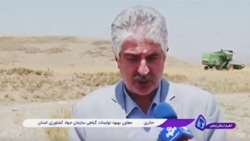 کشت محصولات تناوبی از جمله دانه های روغنی، نباتات علوفه ای، حبوبات و گیاهان دارویی در بیش از ۹۳۰۰۰ هکتار اراضی آیش استان زنجان 