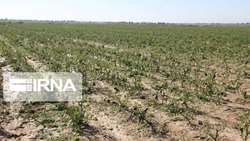 طرح پایداری تولید در ۴۵۰ هزار هکتار از دیمزارهای زنجان اجرا می‌شود