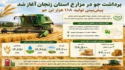 پیش بینی تولید ۱۱۸ هزار تن جو