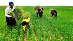 مبارزه با علف هرز «خردل برگ مومی» در زنجان؛ اولویتی برای حفظ امنیت غذایی