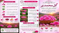گل محمدی، هدیه ای ارزشمند از طبیعت ایران