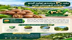 رشد ۳۰ درصدی تولید گردو در باغات شهرستان طارم 