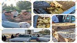 توزیع جوجه یک روزه نژاد آرین در بین اقشار کم برخوردار