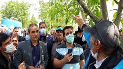 سرشاخه‌ کاری؛ راهی برای جوان‌سازی و افزایش محصول درختان گردو