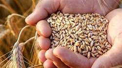پرداخت بیش از 260 میلیارد ریال از مطالبات گندمکاران زنجانی
