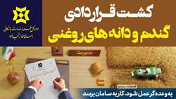 طرح کشت قراردادی گندم و دانه های روغنی در استان زنجان آغاز شد