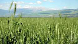 اجرای بیش از 14 هزار هکتار کشت قراردادی گندم آبی کشاورزان زنجانی