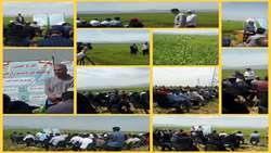 برگزاری روز مزرعه محصول کاملینا در اراضی روستای قره بلاغ