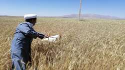 سرکشی باهمکاران جهادکشاورزی خدابنده از مزارع گندم روستای نظر قلی وکشک آباد