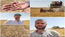 برداشت گیاه روغنی کاملینا برای نخستین بار در شهرستان ایجرود