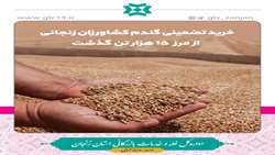 خرید تضمینی گندم کشاورزان زنجانی از مرز 15 هزار تن گذشت