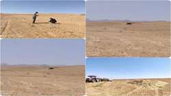 برداشت محصول جو درمزارع شهرستان زنجان (منطقه زنجانرود) آغاز گردید