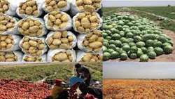 سالانه 3 میلیون تن محصولات کشاورزی در استان تولید می شود