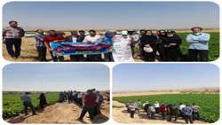 برگزاری روز مزرعه لوبیا در شهرستان ابهر