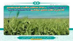 اجرای بیش از 4700 هکتار کشت قراردادی گندم و دانه های روغنی در استان زنجان