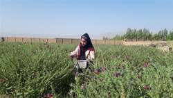 بستر‌های لازم آموزشی و اعطای وام گیاهان دارویی در اشتغال زایی زنان روستایی