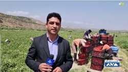 رکورد برداشت محصول گوجه فرنگی به نام کشاورز طارمی ثبت شد