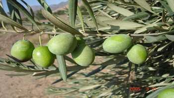 باغبانی