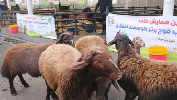 همایش ملی قوچ افشاری