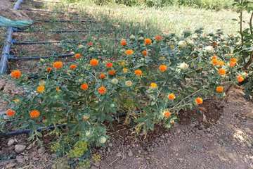 IMG_20260818_074136_651