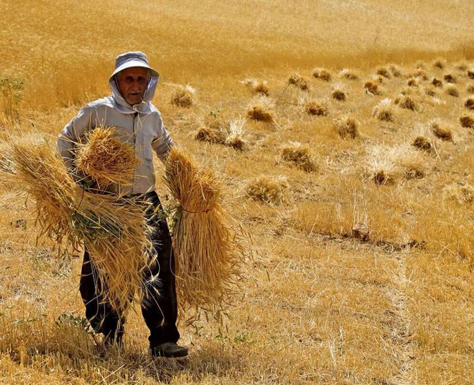 ۵۰ درصد گندم زنجان در شهرستان خدابنده تولید میشود