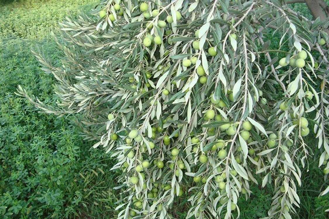 برای زیتون طارم نتوانستیم برندسازی کنیم