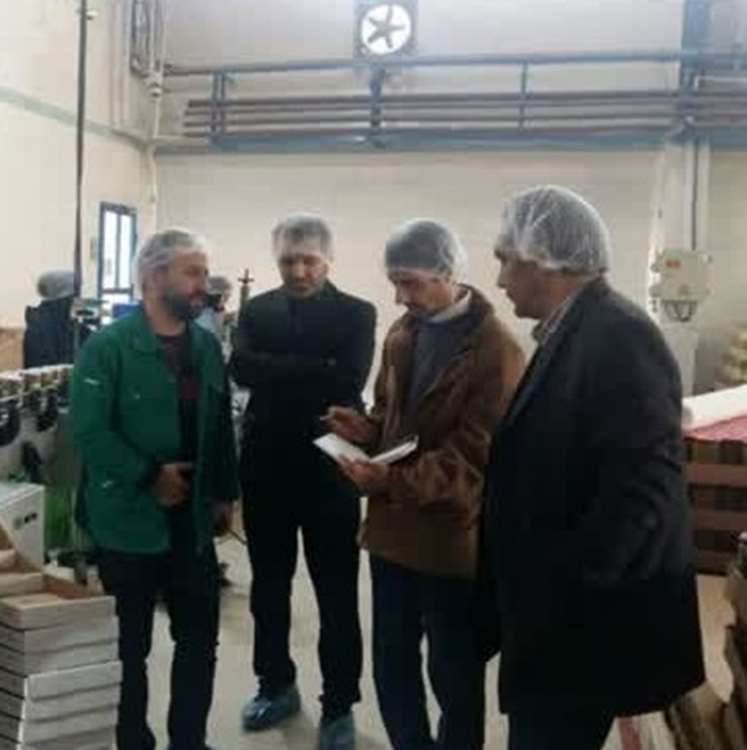 بازدید از کارخانجات زیتون