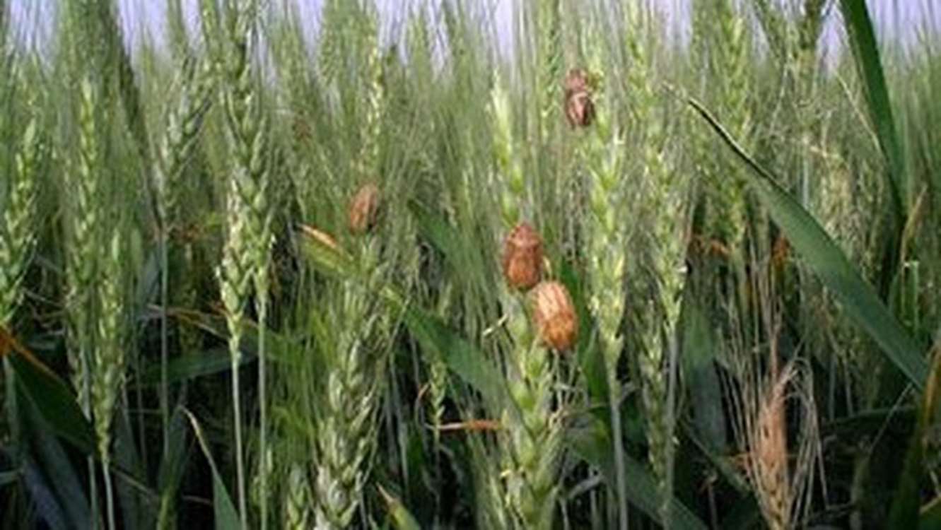 رکورد کاهش سنزدگی گندم در استان زنجان