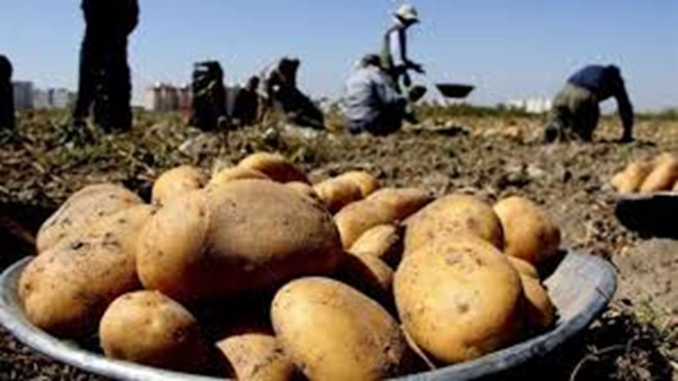 شروع برداشت محصول سیب زمینی در شهرستان طارم