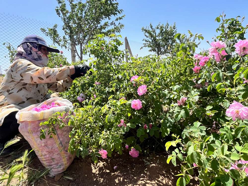 برداشت گل محمدی از گلستانهای ابهر