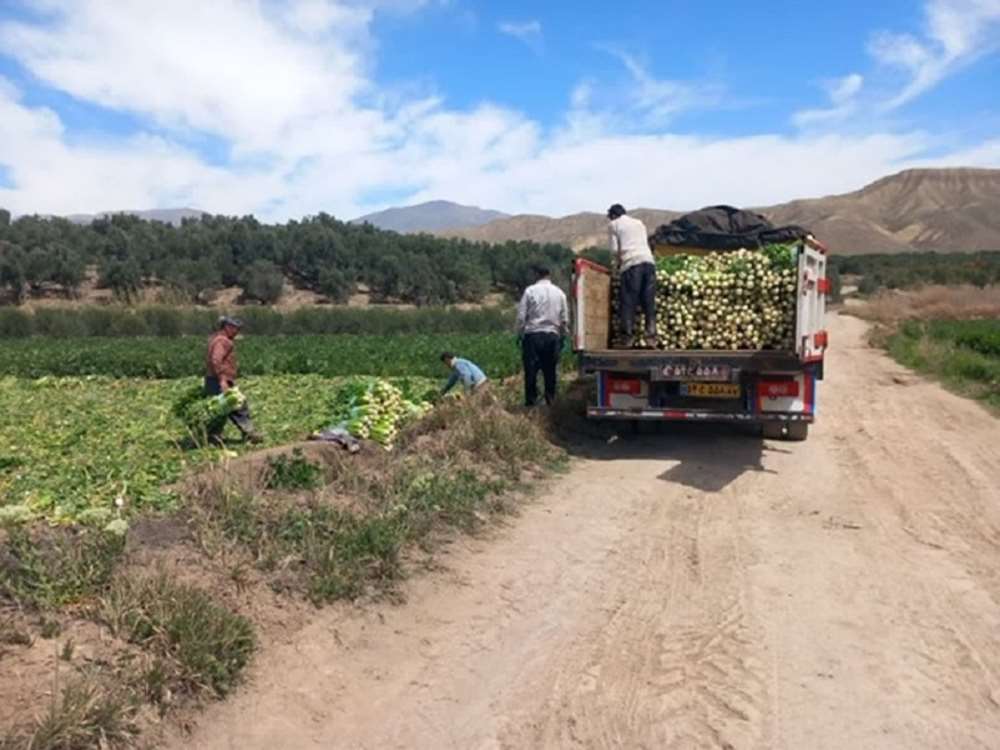 آغاز برداشت کرفس از مزارع استان زنجان