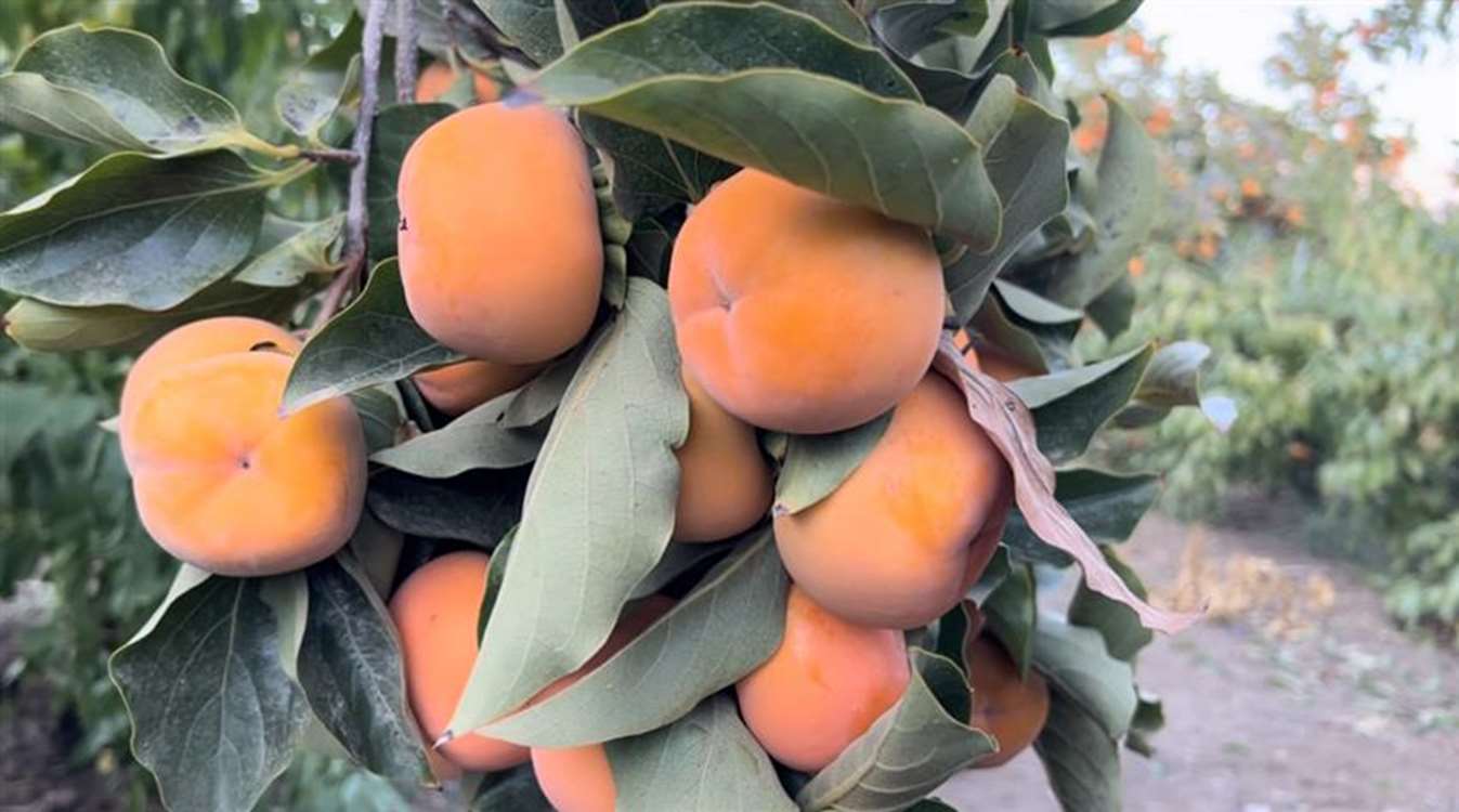 برداشت خرمالو در شهرستان طارم