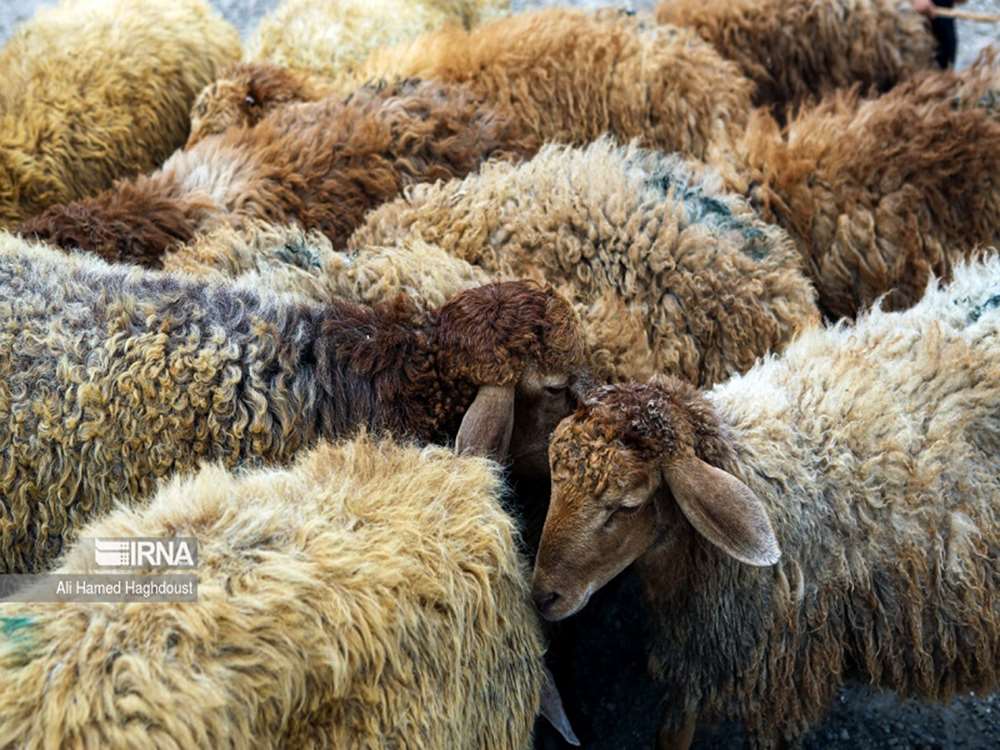 اصلاح نژاد دام، مشکلات تولید گوشت قرمز را در کشور رفع میکند