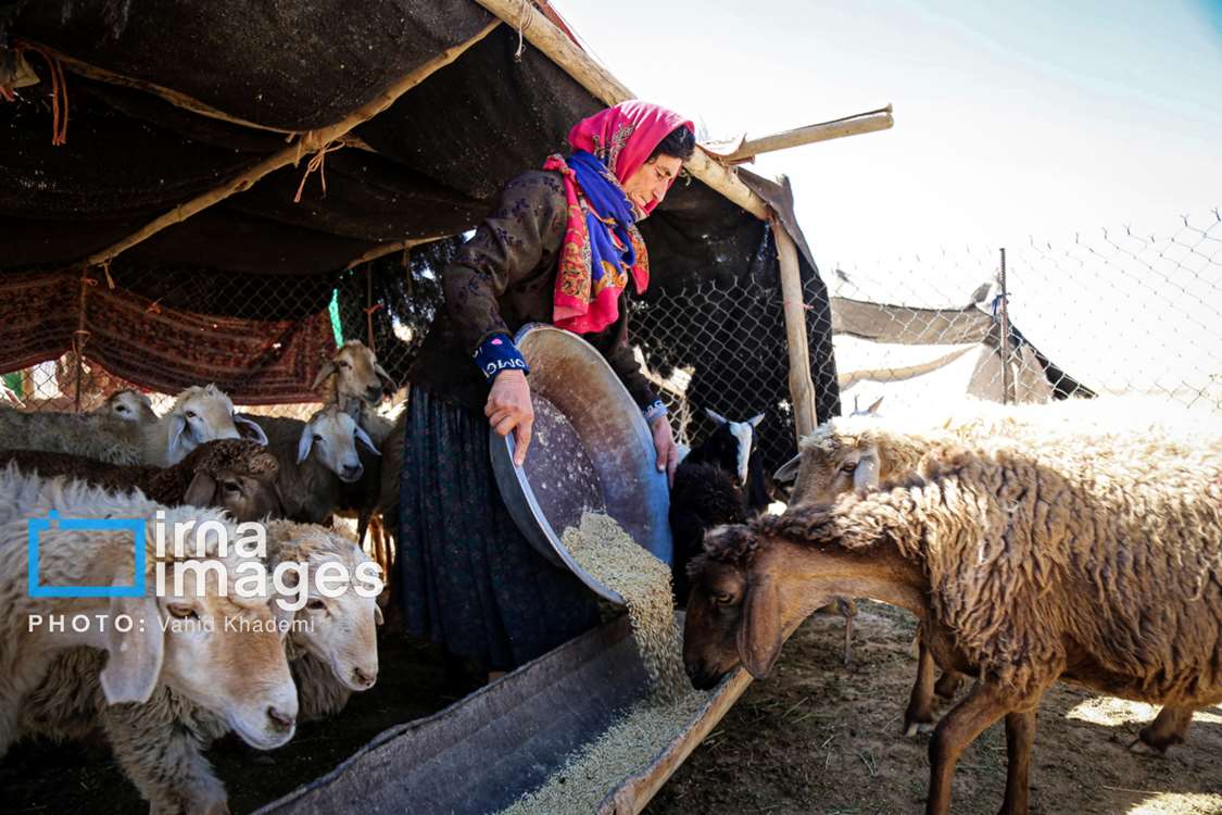 توسعه دامداریهای روستایی اولویت وزارت جهاد کشاورزی است